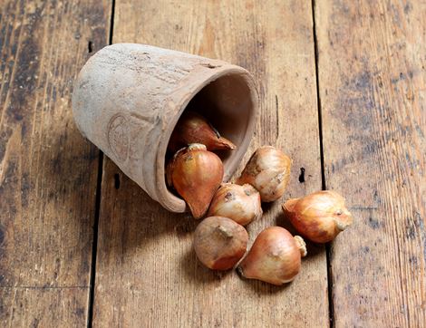 tulip freedom flame bulbs natural bulbs