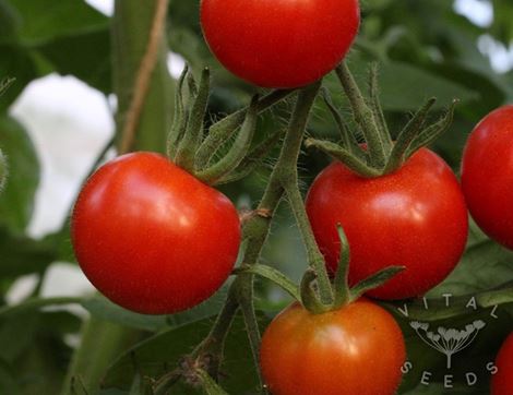 Tomato Seeds, Gardener's Delight, Organic, Vital Seeds