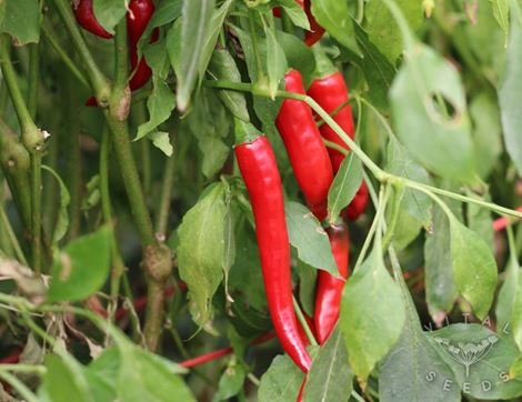 Chilli Seeds, Ring of Fire, Organic, Vital Seeds
