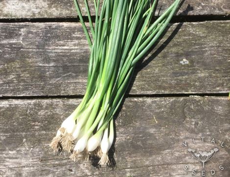 Spring Onion Seeds, White Lisbon, Organic, Vital Seeds
