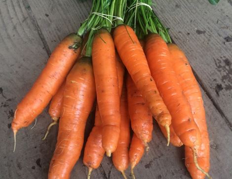 Carrot Seeds, Nantes, Organic, Vital Seeds