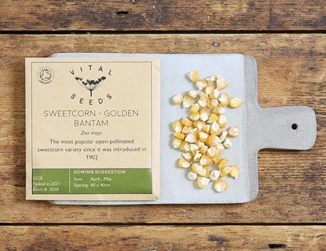 sweetcorn seeds golden bantam vital seeds