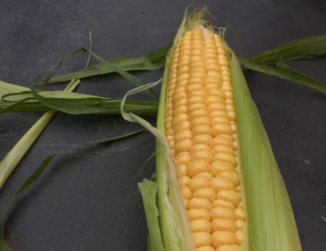 Sweetcorn Seeds, Golden Bantam, Organic, Vital Seeds