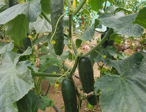 Cucumber Seeds, Marketmore, Organic, Vital Seeds