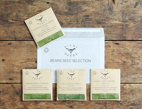 beans seed selection vital seeds