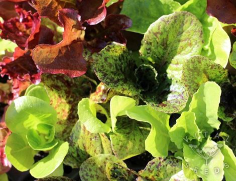 Salad Leaves Seed Selection, Organic, Vital Seeds (4 packs)