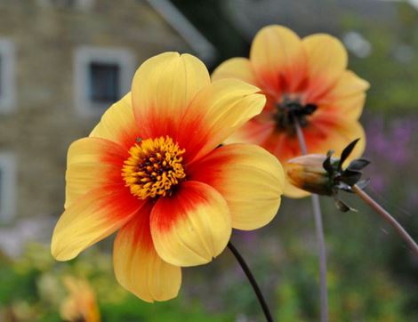 Dahlia 'Sunshine', Organic, Natural Bulbs (1 tuber)