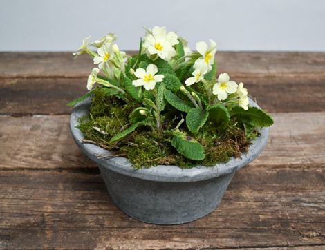 primula planter