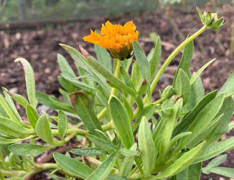 Coreopsis Perennial Plant 'Golden Joy', Organic, Organic Blooms (1l pot)