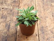 coreopsis perennial plant organic blooms 1l pot