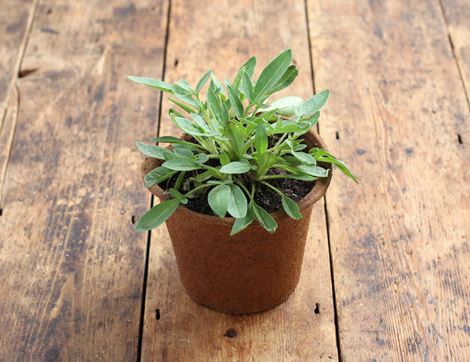 coreopsis perennial plant organic blooms 1l pot