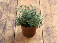 potted thyme plant organic blooms