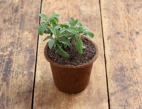 potted sage plant organic blooms