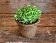potted coriander plant organic blooms