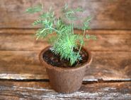 potted dill plant organic blooms