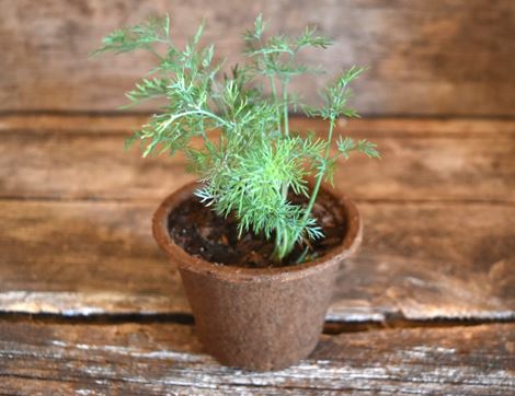 potted dill plant organic blooms