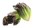Red Mini Romaine Lettuce (each) Red Mini Romaine Lettuce (each)