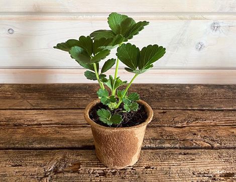 Strawberry Plant