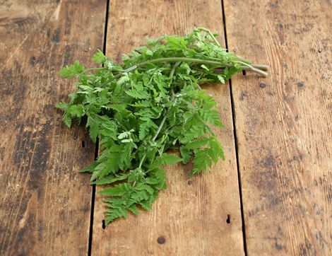 sweet cicely wild 50g
