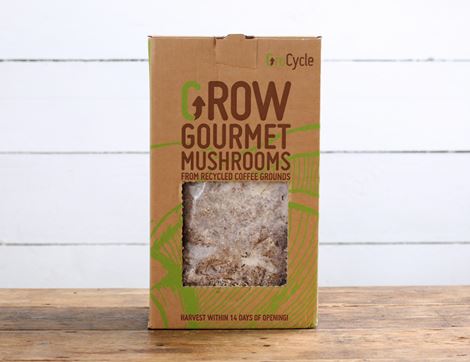 oyster mushroom growing kit grocycle