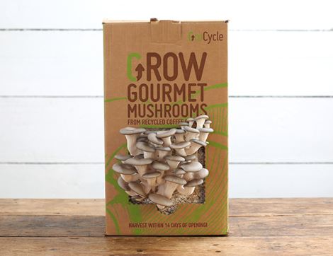 oyster mushroom growing kit grocycle