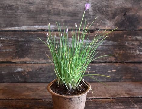 potted chives organic blooms