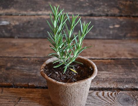potted rosemary plant organic blooms