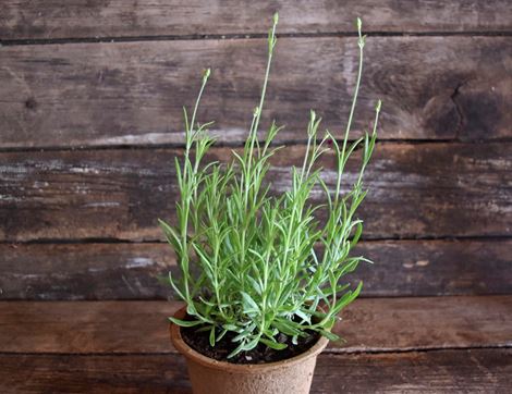 lavender perennial plant organic blooms