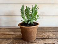 English Lavender Perennial Plant, Organic, Organic Blooms (1lt pot)