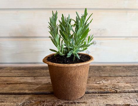 English Lavender Perennial Plant, Organic, Organic Blooms (1lt pot)