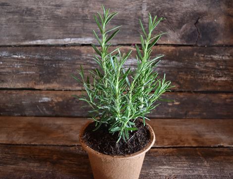 rosemary perennial plant organic blooms 1L