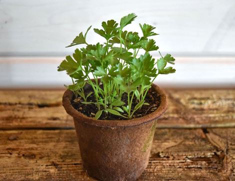 potted parsley plant organic blooms