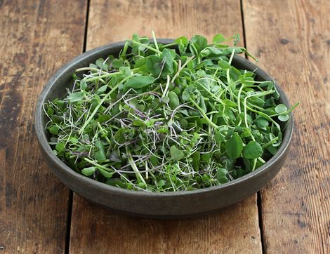 superfood salad mix growing underground