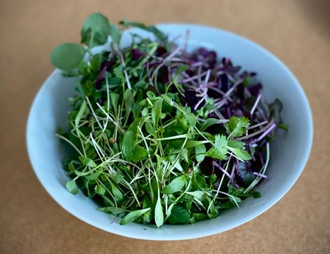 asian salad mix growing underground