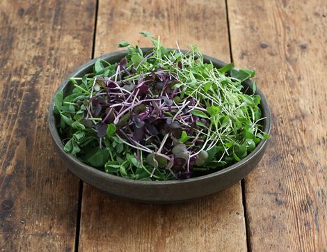asian salad mix growing underground 70g