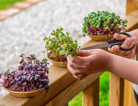Microgreens Growing Kit, Organic, Aconbury Sprouts