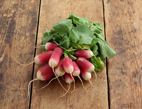 french breakfast radish bunch