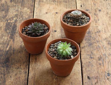 mini succulent plant trio