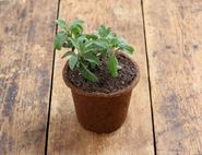 Potted Sage Plant, Organic, Organic Blooms