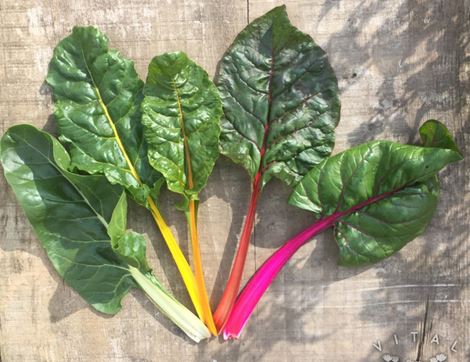 Rainbow Chard Seeds, Five Colours, Organic, Vital Seeds