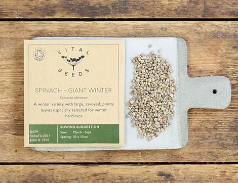 giant winter spinach seeds vital seeds