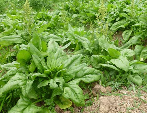 Spinach Seeds, Matador, Organic, Vital Seeds
