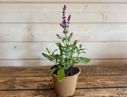 Salvia Nemorosa 'Salvatore Deep Blue' Perennial Plant, Organic, Organic Blooms