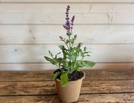 Salvia Nemorosa Perennial Plant, Organic, Organic Blooms