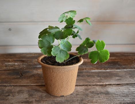aquilegia perennial plant organic blooms