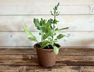 Salvia Nemorosa 'Violet Queen' Perennial Plant, Organic, Organic Blooms (1lt pot)