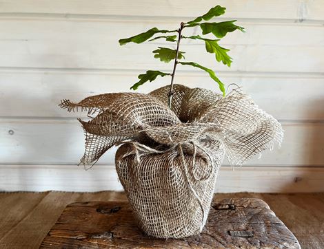oak sapling organic blooms