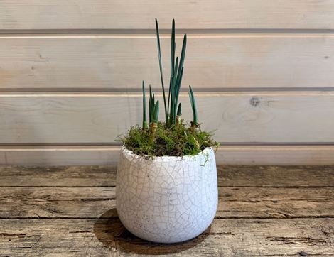 British Scented Thalia Narcissi Plant, Organic Blooms