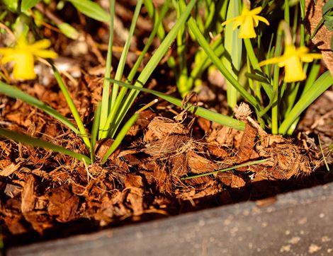 Coco Chip Mulch, Suitable for Organic Growing, Coco & Coir (60L)