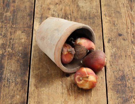 Tulip Bulbs, 'Novi Sun' Natural Bulbs